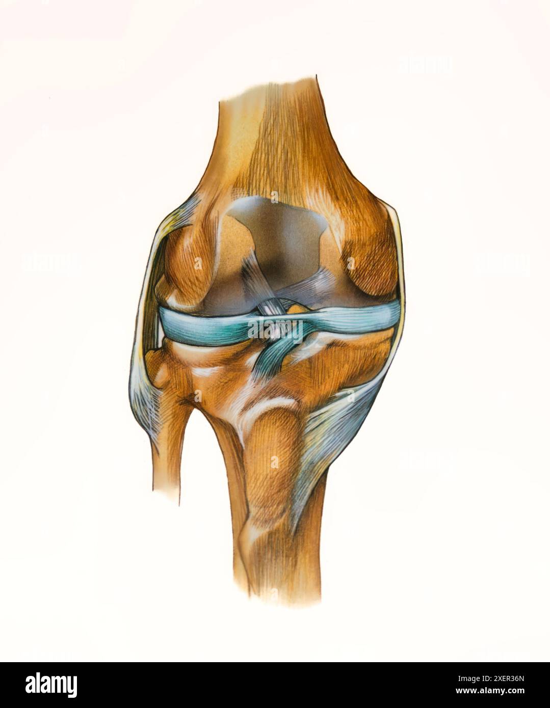 Illustration Knee Anatomy Teaching Basics For Knee Replacement Surgery Illustration knee anatomy teaching basics for knee replacement surgery