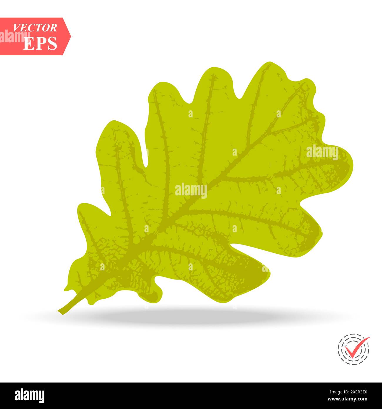 Green oak leaf isolated on white background eps Stock Vector Image ...