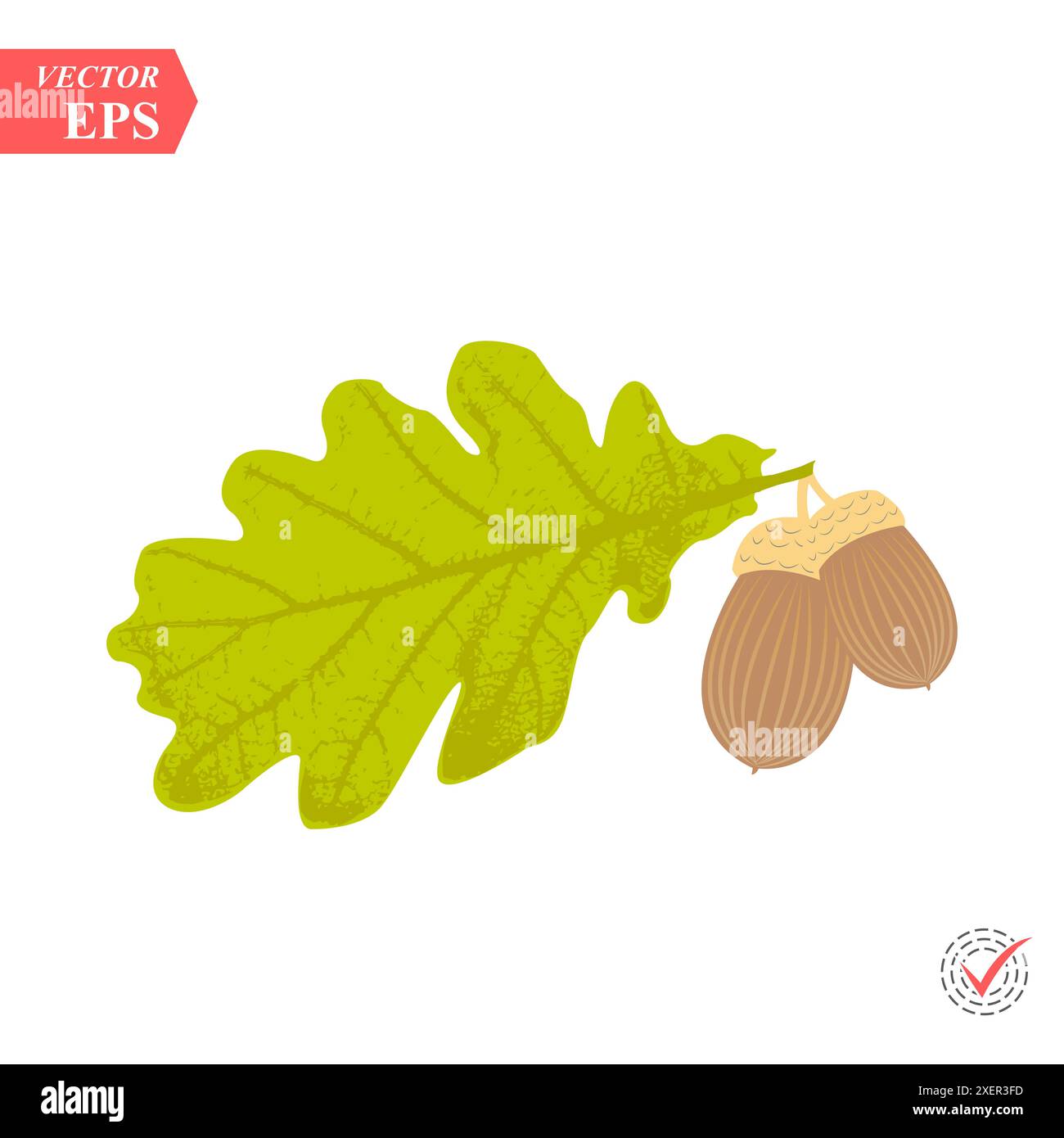 Oak acorn logo hi-res stock photography and images - Alamy