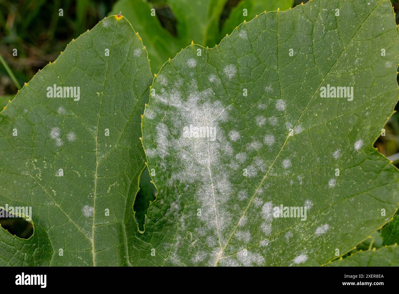 Powdery mildew fungus disease on squash plant leaf. Gardening