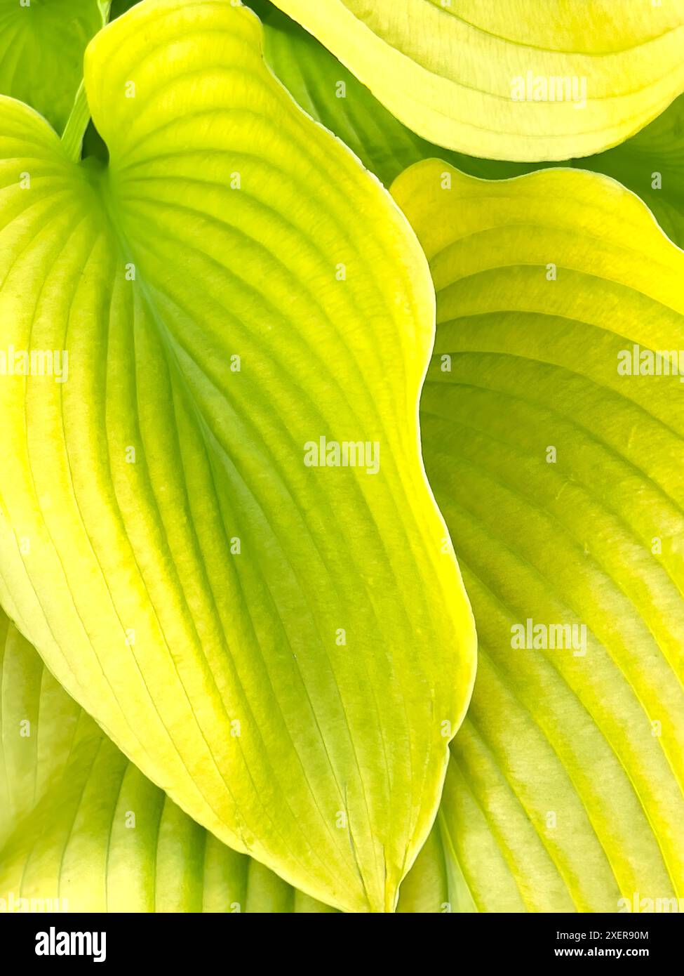 Vivid detailed close up fresh hi-res stock photography and images - Alamy