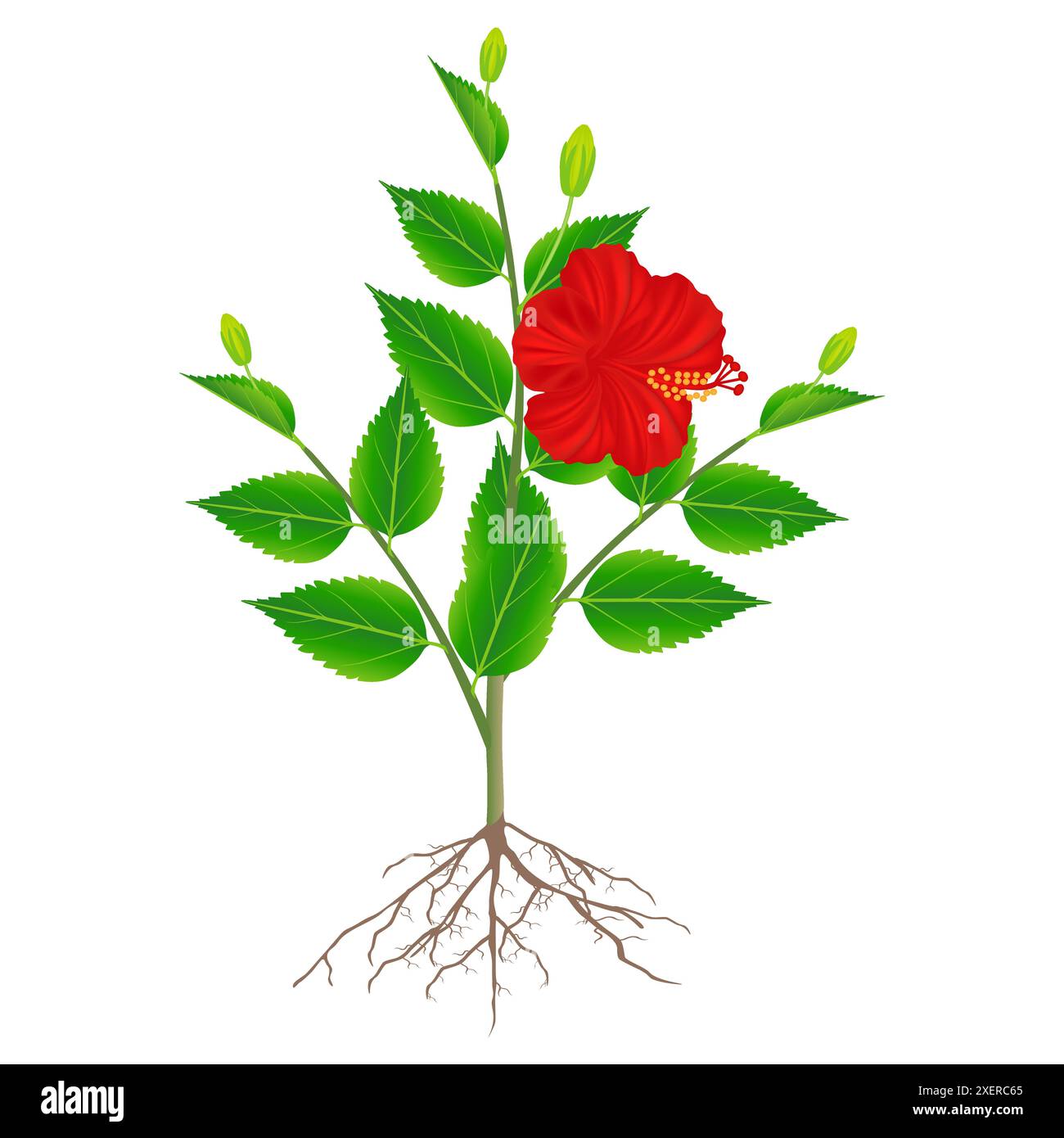 Hibiscus plant with roots isolated on white background Stock Vector Image & Art Alamy