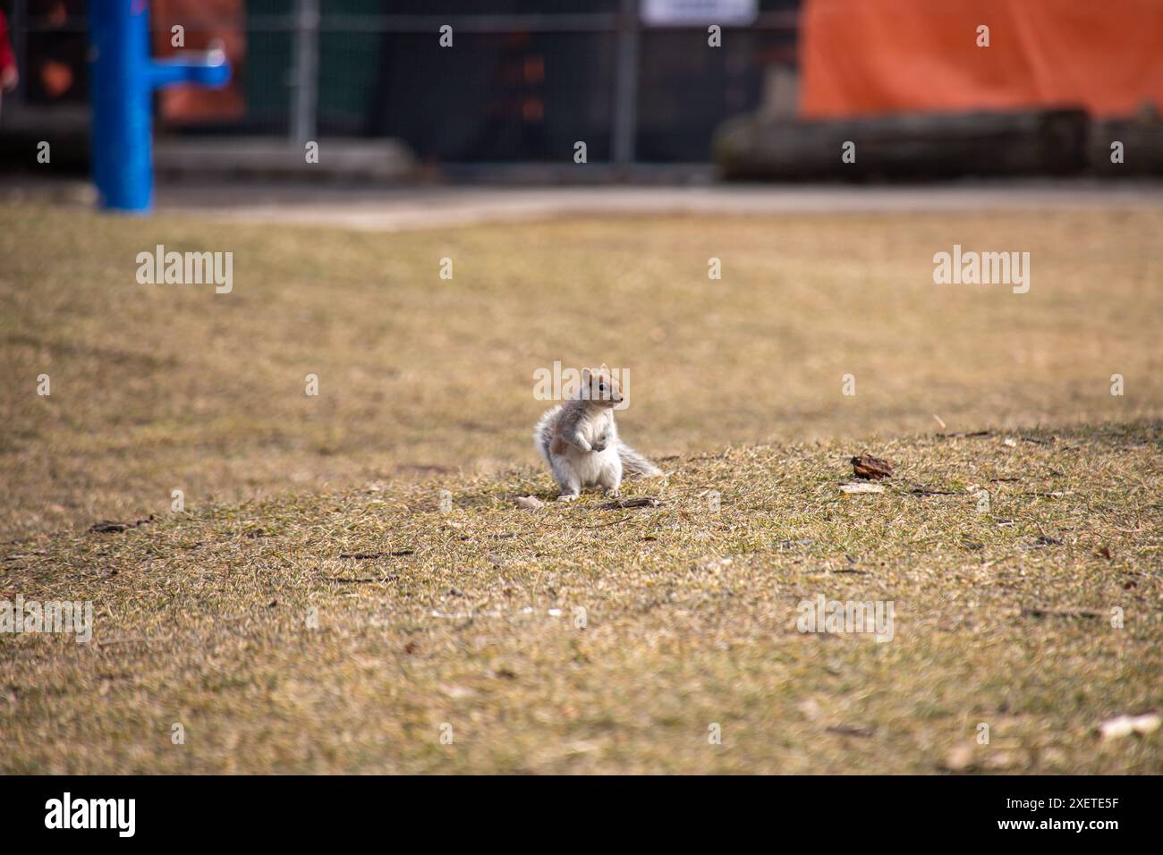 A solitary squirrel stands on dry grass in an urban park, with blurred background and distant structures. Stock Photo