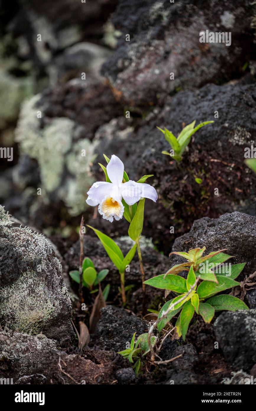 Wiled orchid growing among lava rocks,  Arenal Volcano National Park, Costa Rica, Central America Stock Photo