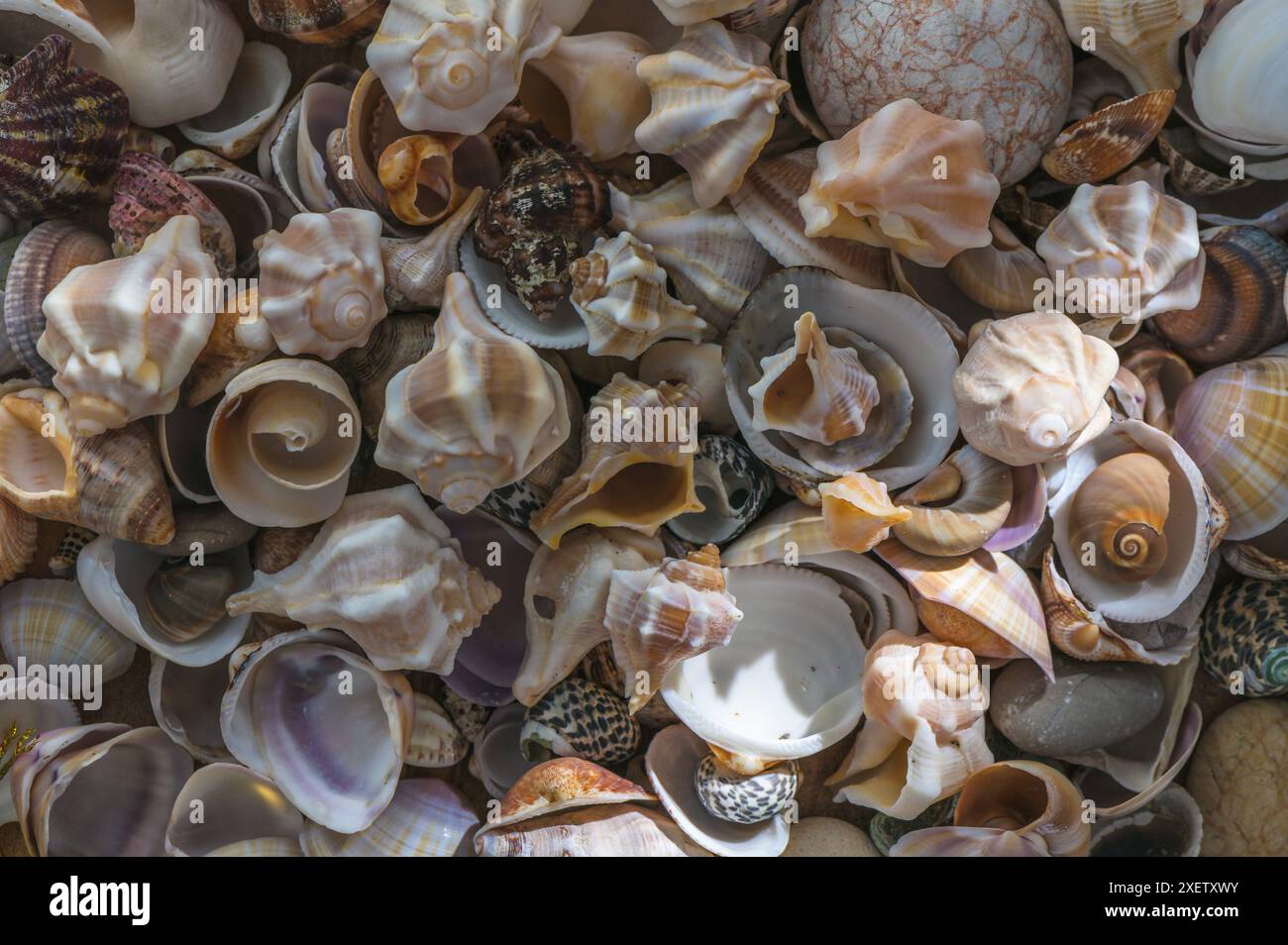 Seashell background. Texture of the shells. 1 Stock Photo - Alamy