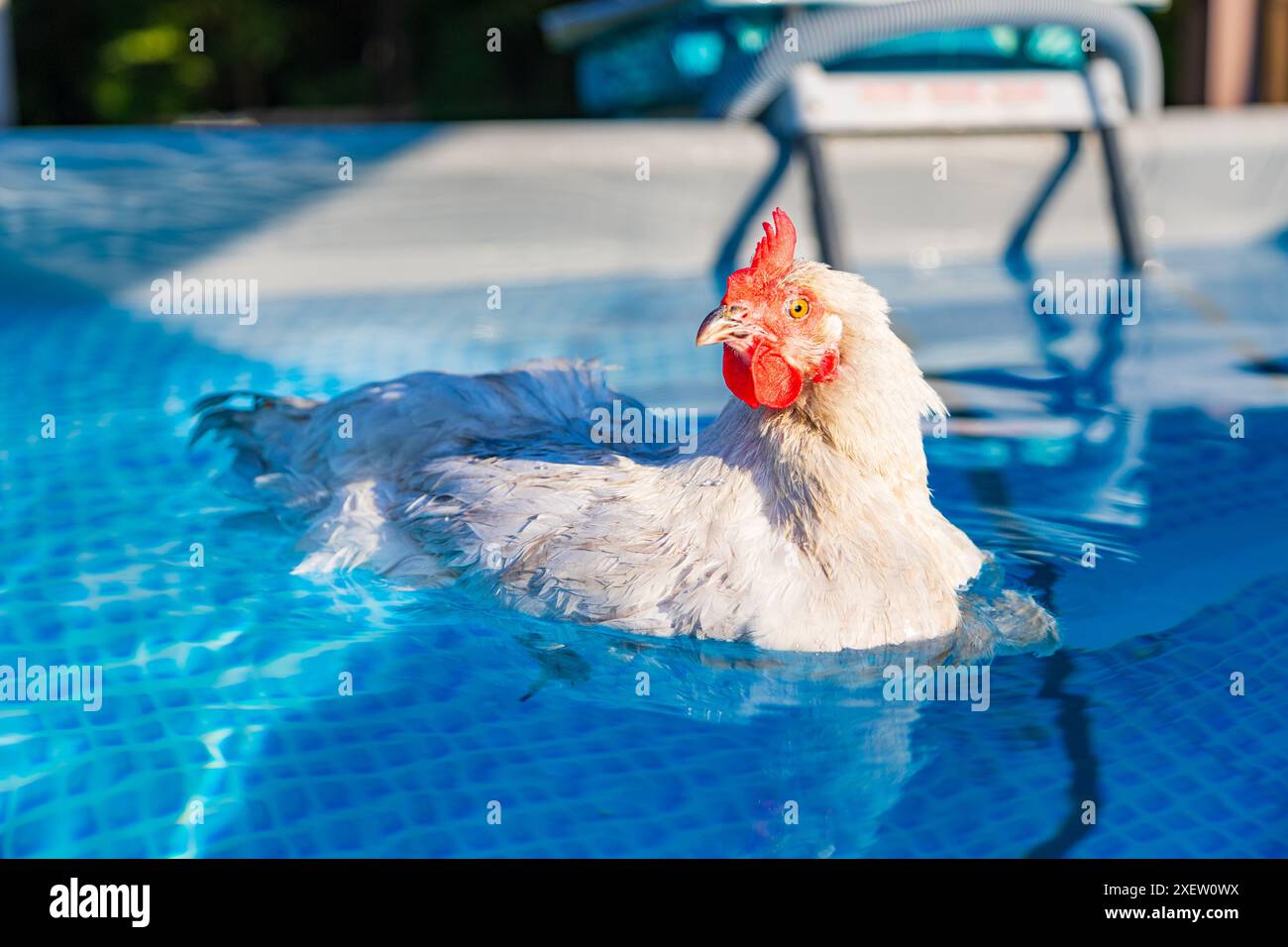 Pet Ameraucana Chicken cooling off in backyard swimming pool Stock ...