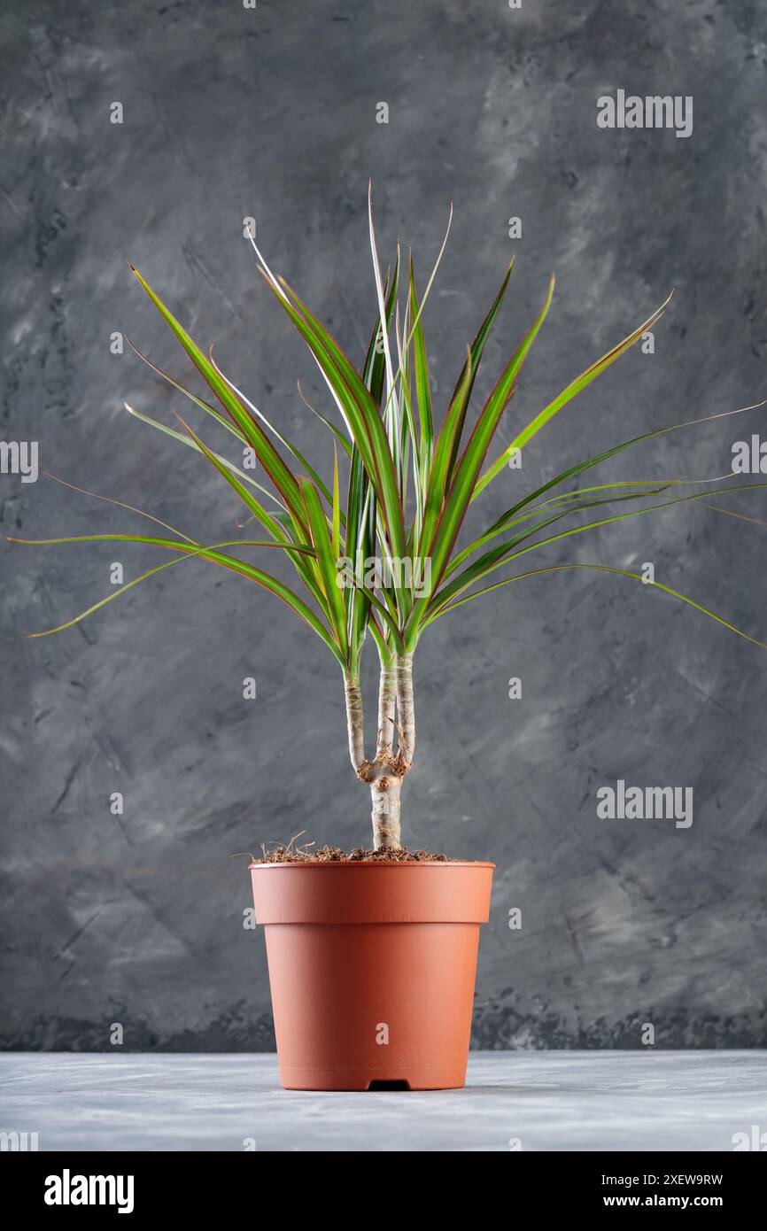 grow lamps for house plants 4 Tier Grow Light Garden main image 1