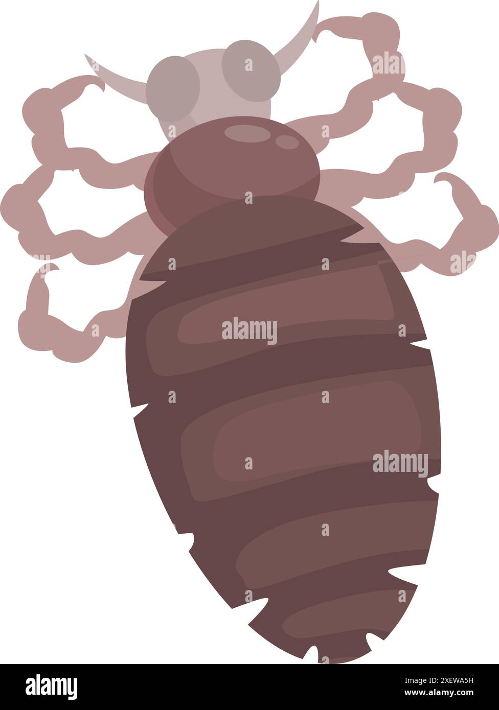 Louse insect spreading infection through bloodsucking on skin