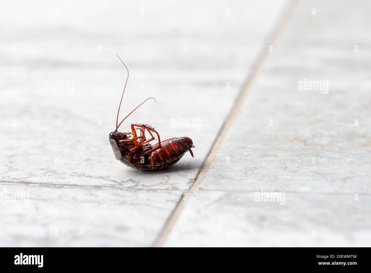 Picture of Pestmanagement hi-res stock photography and images - Alamy