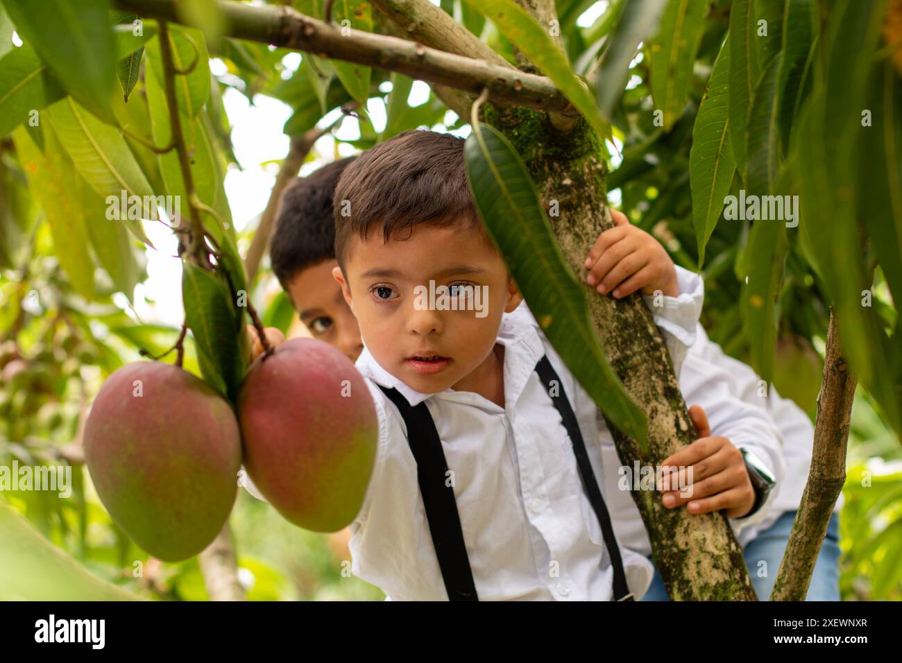 lifestyle: child with down syndrome climbed in a tree to reach for ...