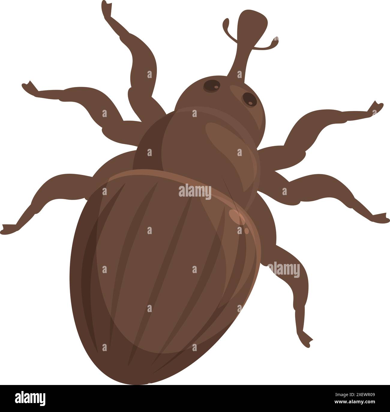 Big brown grain weevil is crawling on white background Stock Vector