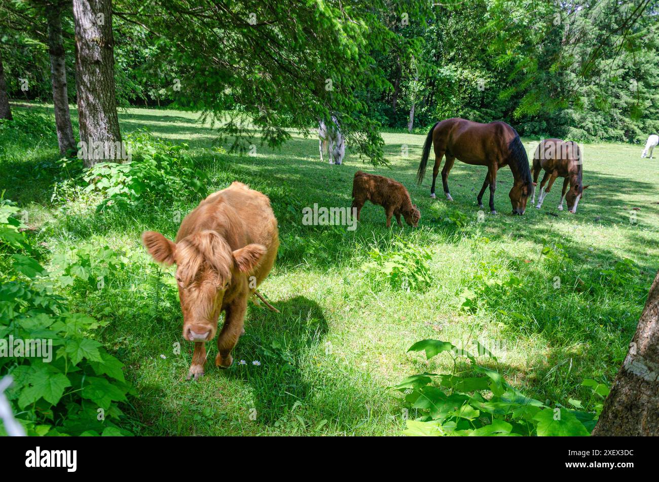 Horses and cows grazing in a ranch Stock Photo - Alamy