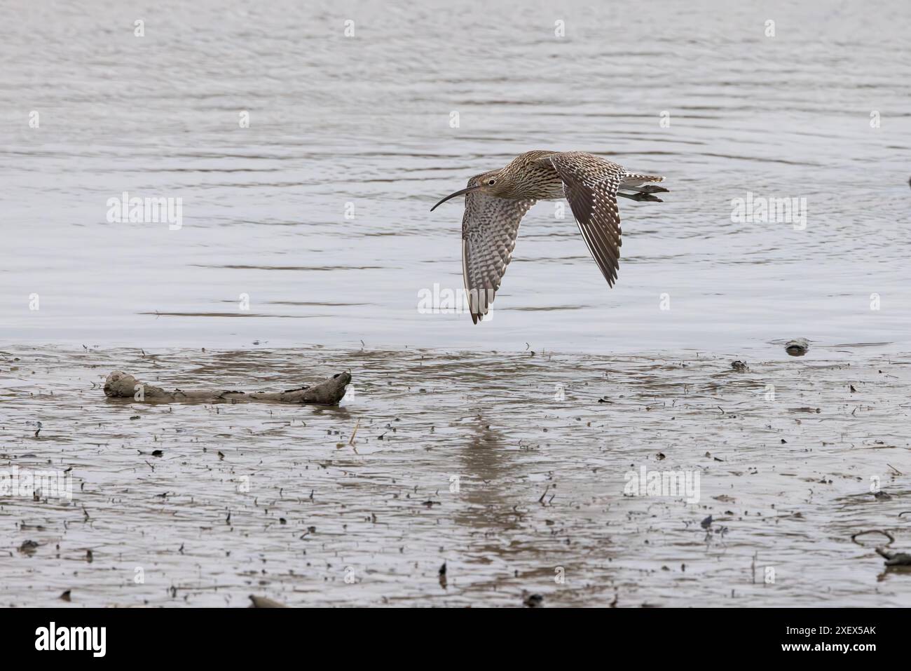 Curlew [ Numenius Arquata ] in flight over water and mud Stock Photo ...