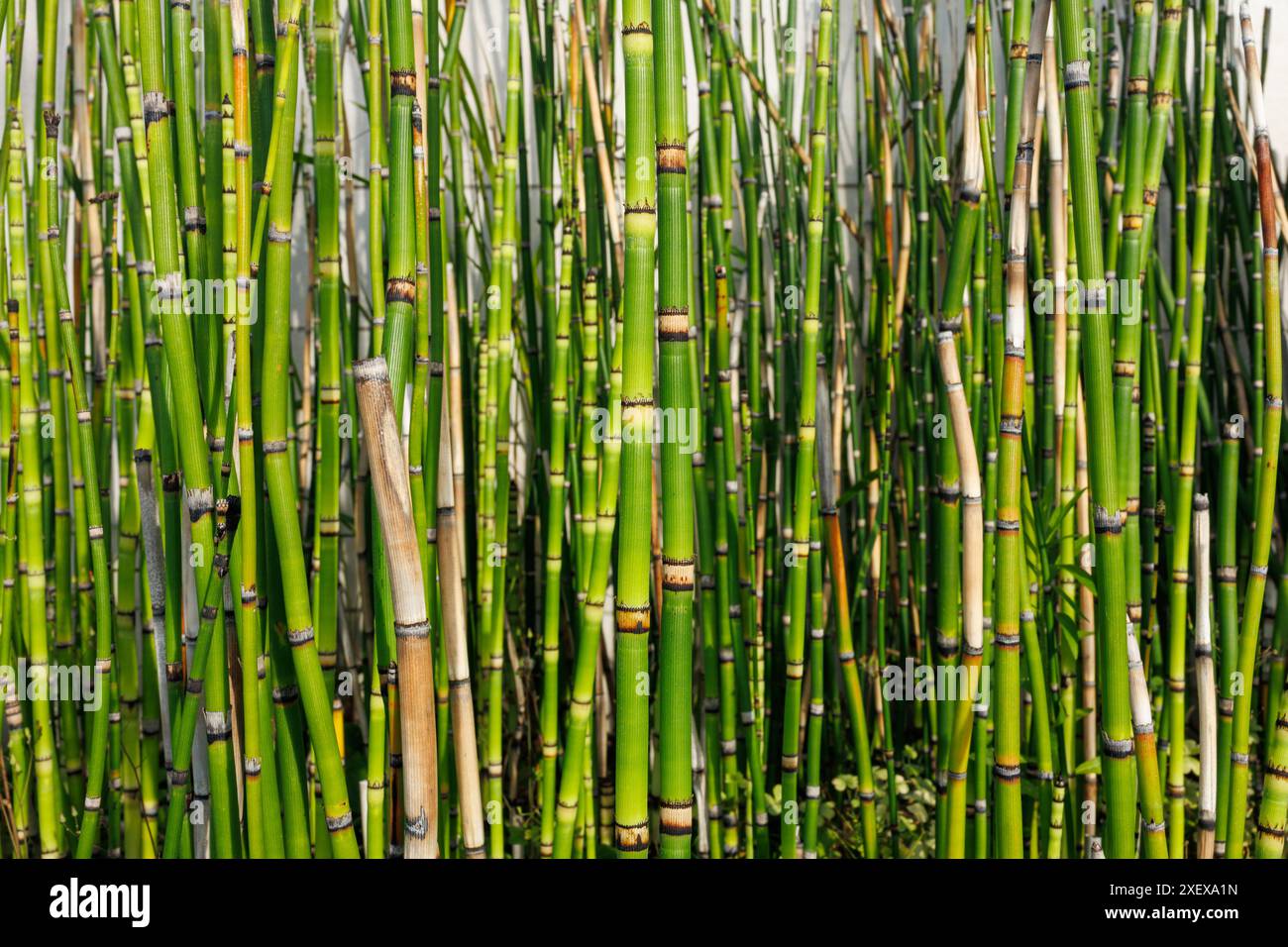 Bamboo nod hi-res stock photography and images - Alamy