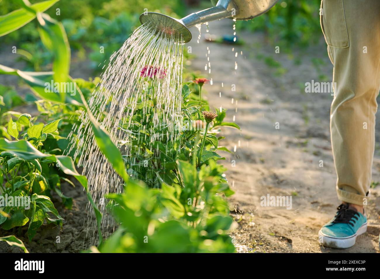 Close-up of watering can in hands watering zinnia flowers in summer garden Stock Photo