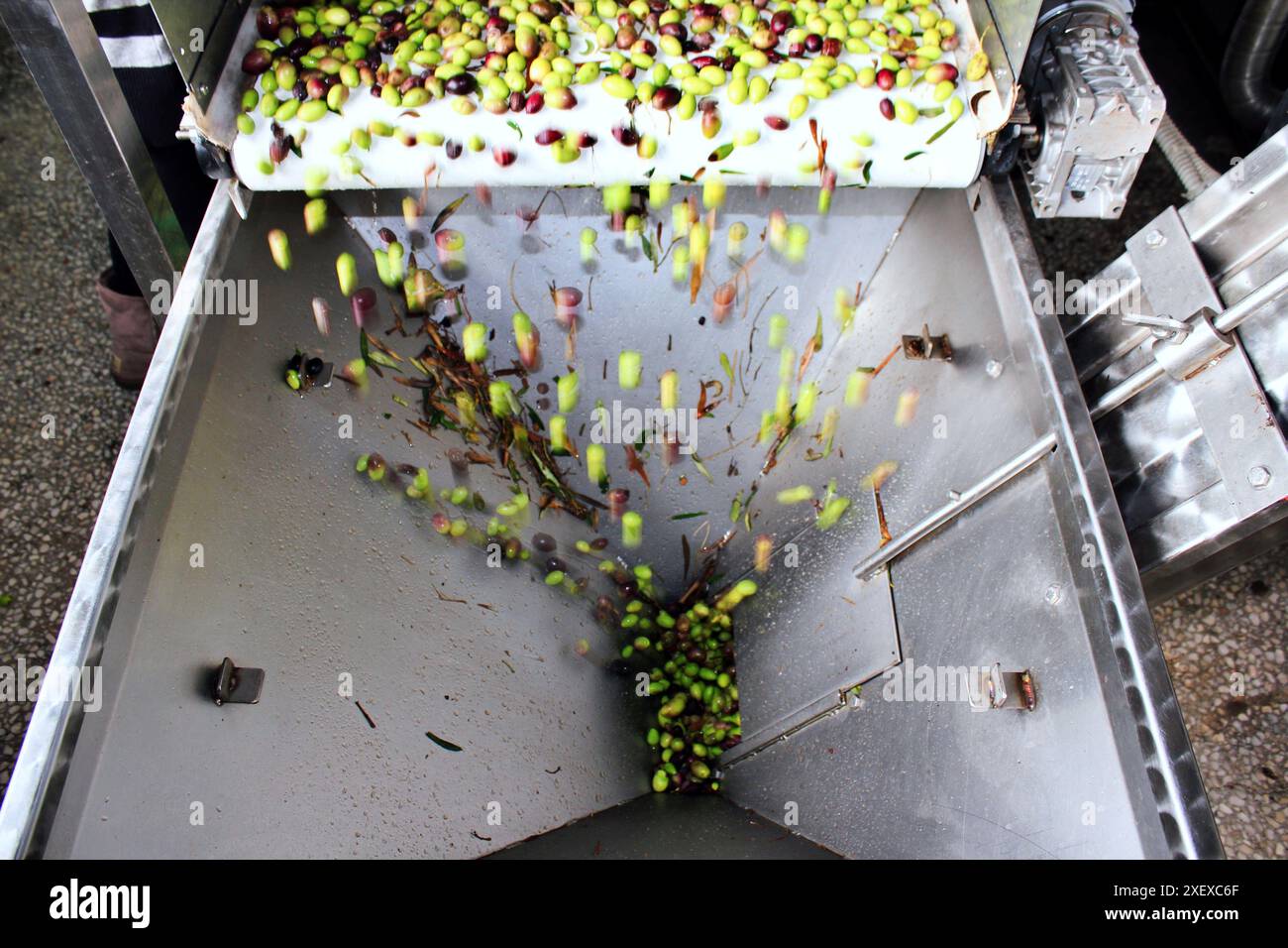 Cleaning olives with fresh water in olive oil mill during extra virgin ...