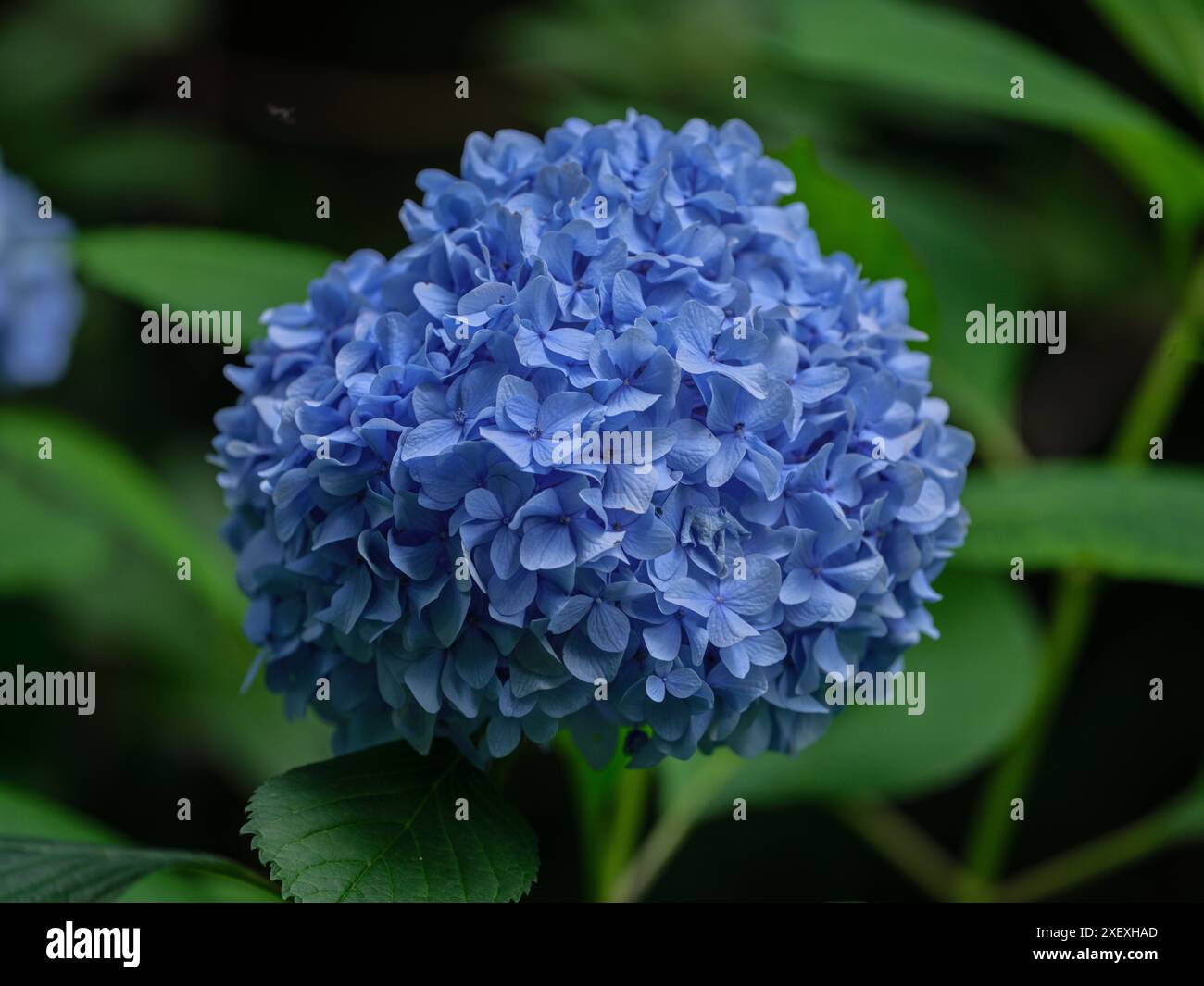 Lush blue colorful hydrangea blossom close up Stock Photo