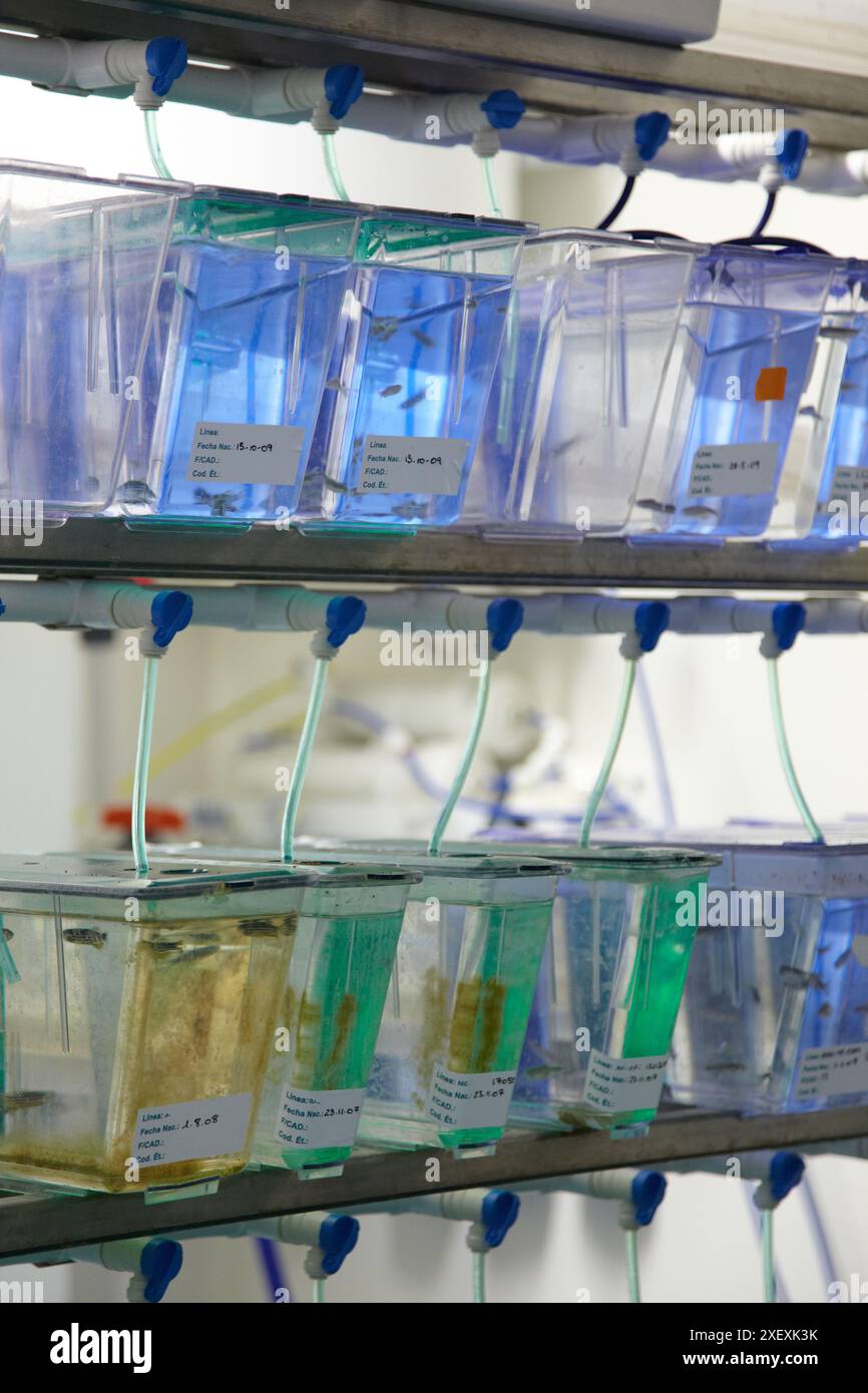 Zebrafish lab hi-res stock photography and images - Alamy