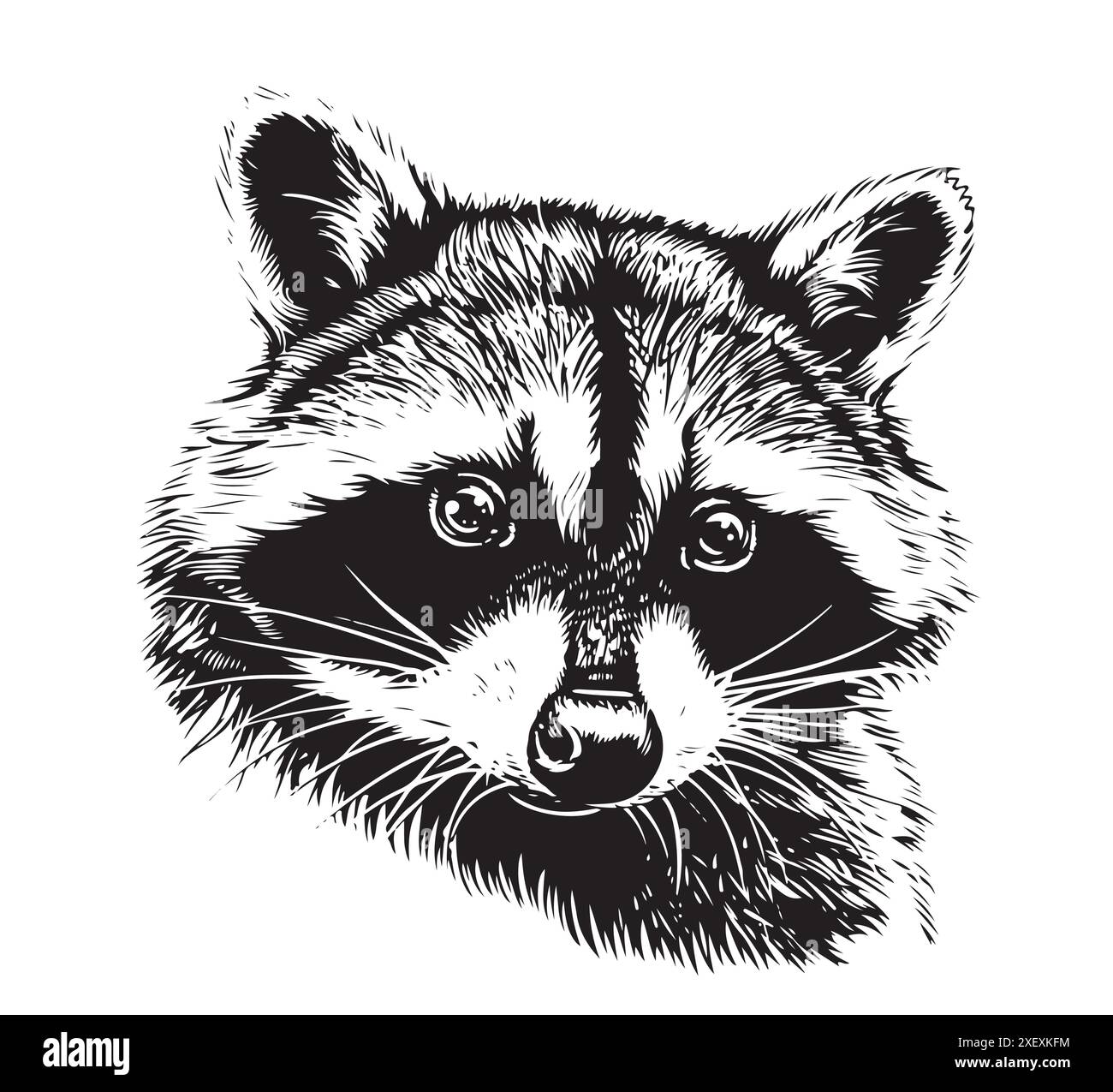 Raccoon hand drawing wildlife vintage hi-res stock photography and ...