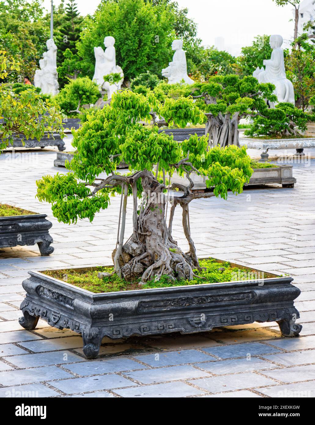 Image Bùi Vĩ Hào image beautiful image beautiful image beautiful image beautiful image beautiful image beautiful image beautiful image beautiful - Bonsai trees in vietnam hi-res stock photography and images - Alamy