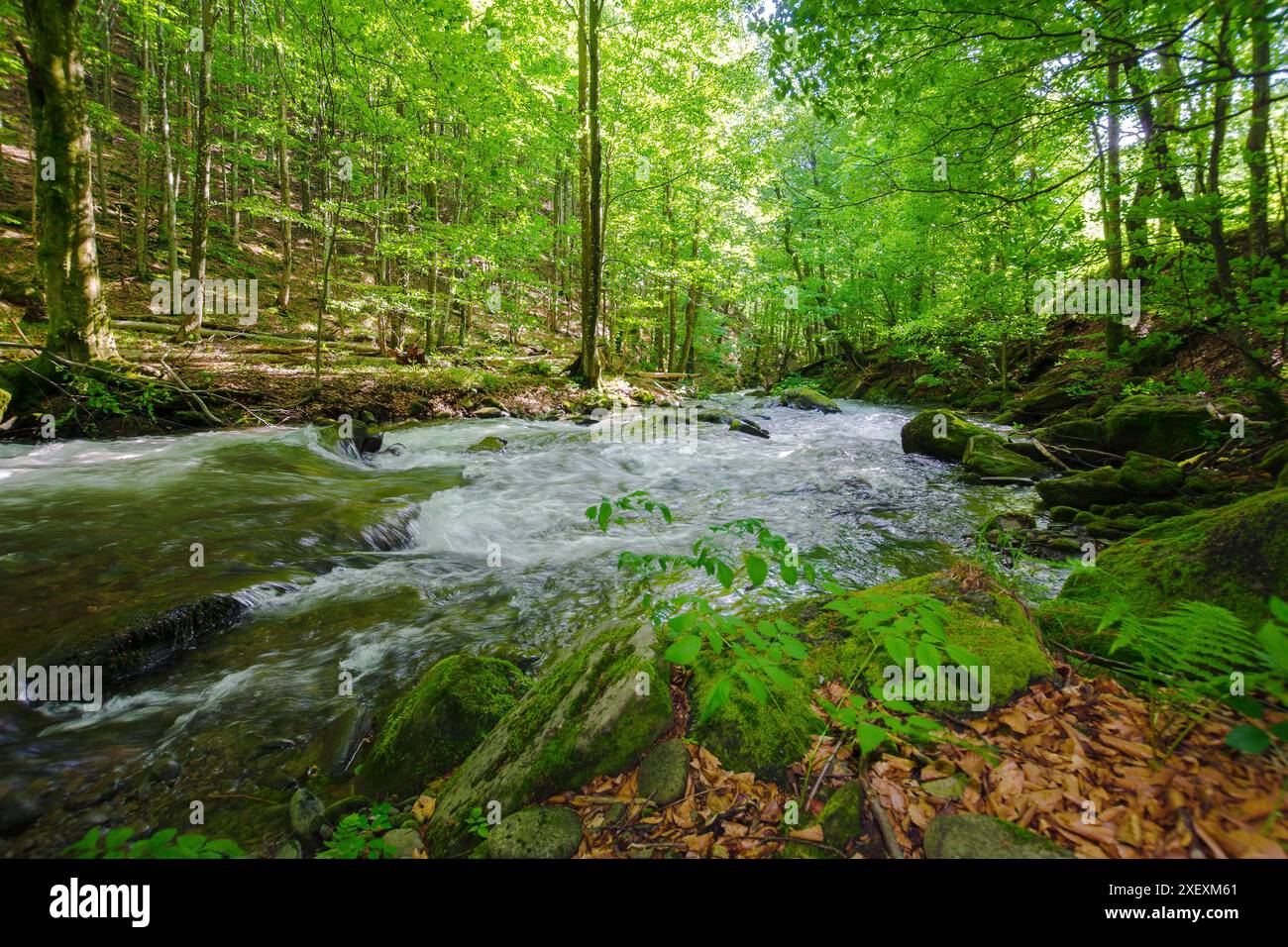 river flowing through beech forest. green natural environment in summer. rapid carpathian mountain water stream Stock Photo