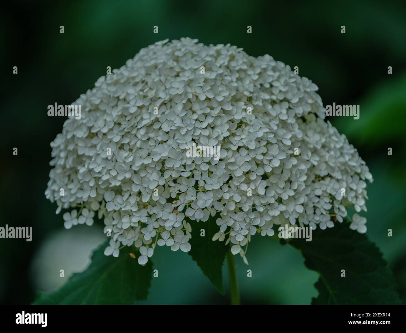 Lush white hydrangea blossom close up Stock Photo