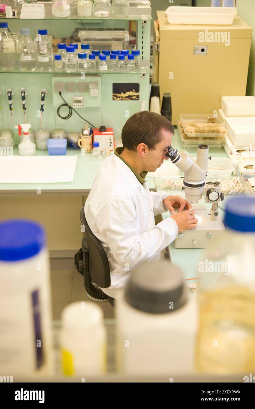 Identification of cyst nematodes in soil. Neiker Tecnalia, Instituto de Investigación y Desarrollo Agrario, Ganadero, Forestal y del Medio Natural, Ar Stock Photo