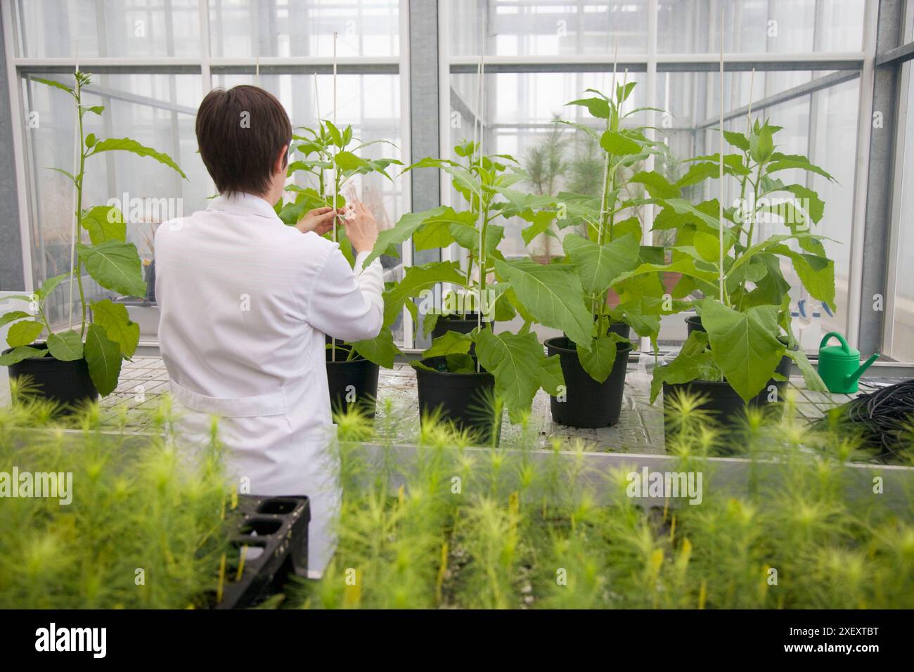 Farm Biofactory Tobacco biofactory plants, biosafety greenhouse, P2, Neiker Tecnalia ...