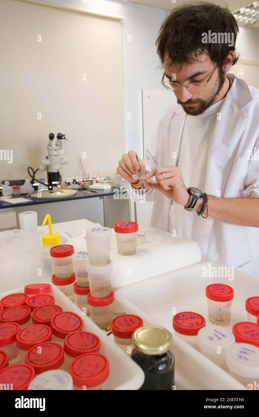 Extraction of European bark beetle samples.Transmitter beetle of ...