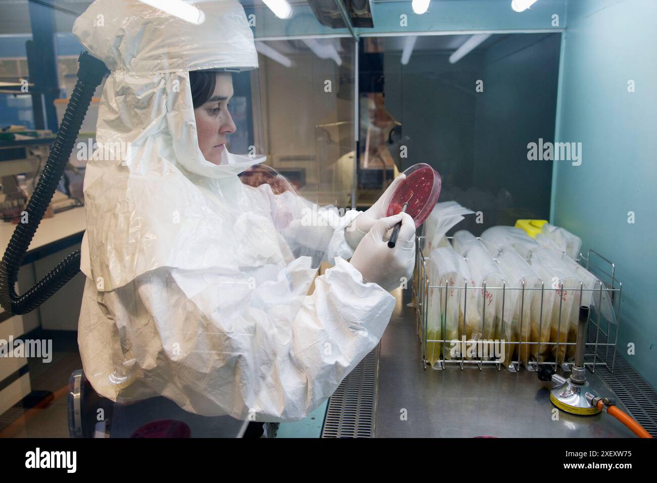 Microbiological culture, working in laminar flow using