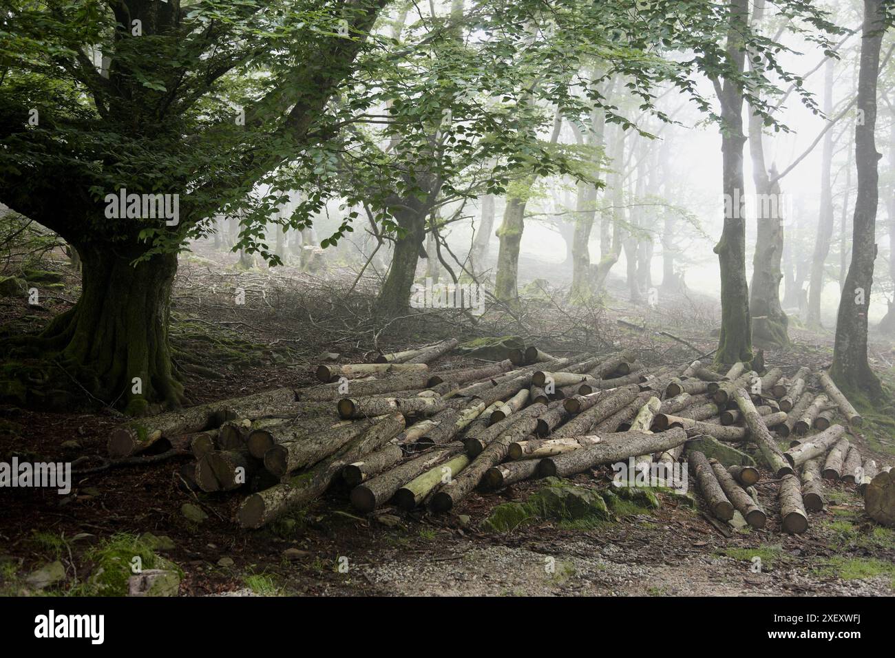 Baztan forest hi-res stock photography and images - Alamy