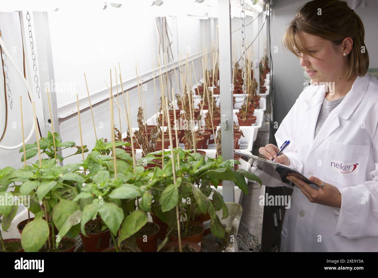 Biofumigation test hi-res stock photography and images - Alamy