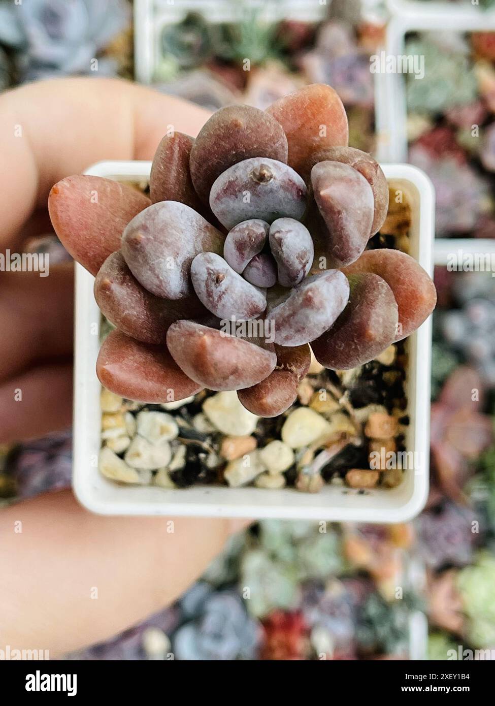 Echeveria 'Blue Mist' Succulent Plant - Live Succulent From Succulents Depot 5 thumbnail image