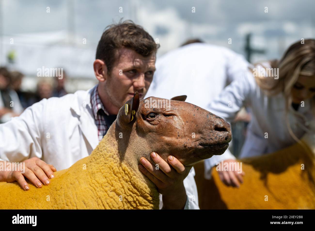 Farmers showing sheep ar the Royal Three Counties Show held at Malvern