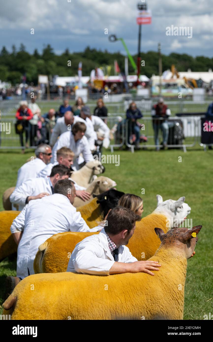 Farmers showing sheep ar the Royal Three Counties Show held at Malvern