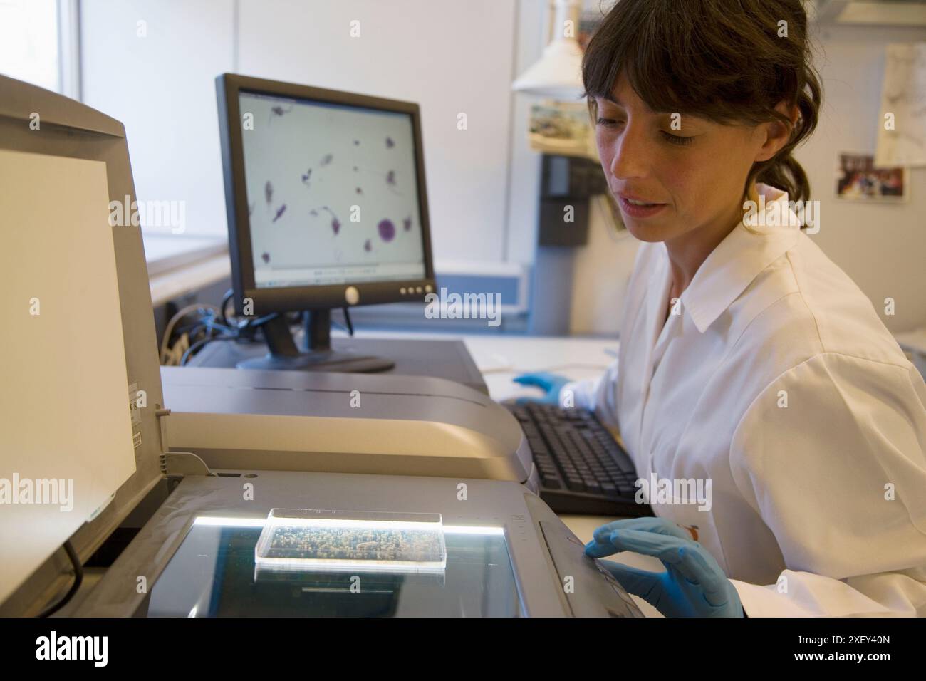 Plankton analysis with digital techniques. PVA Software, Plankton laboratory. AZTI-Tecnalia. Technological Centre specialised in Marine and Food Resea Stock Photo