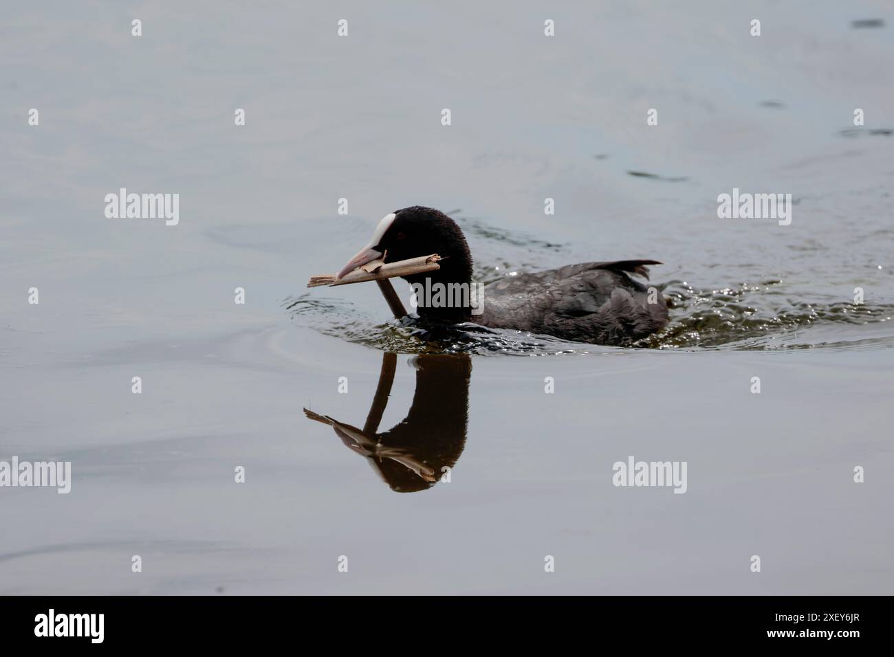 Coot Fulica atra, wetland bird with nesting material in bill all black ...
