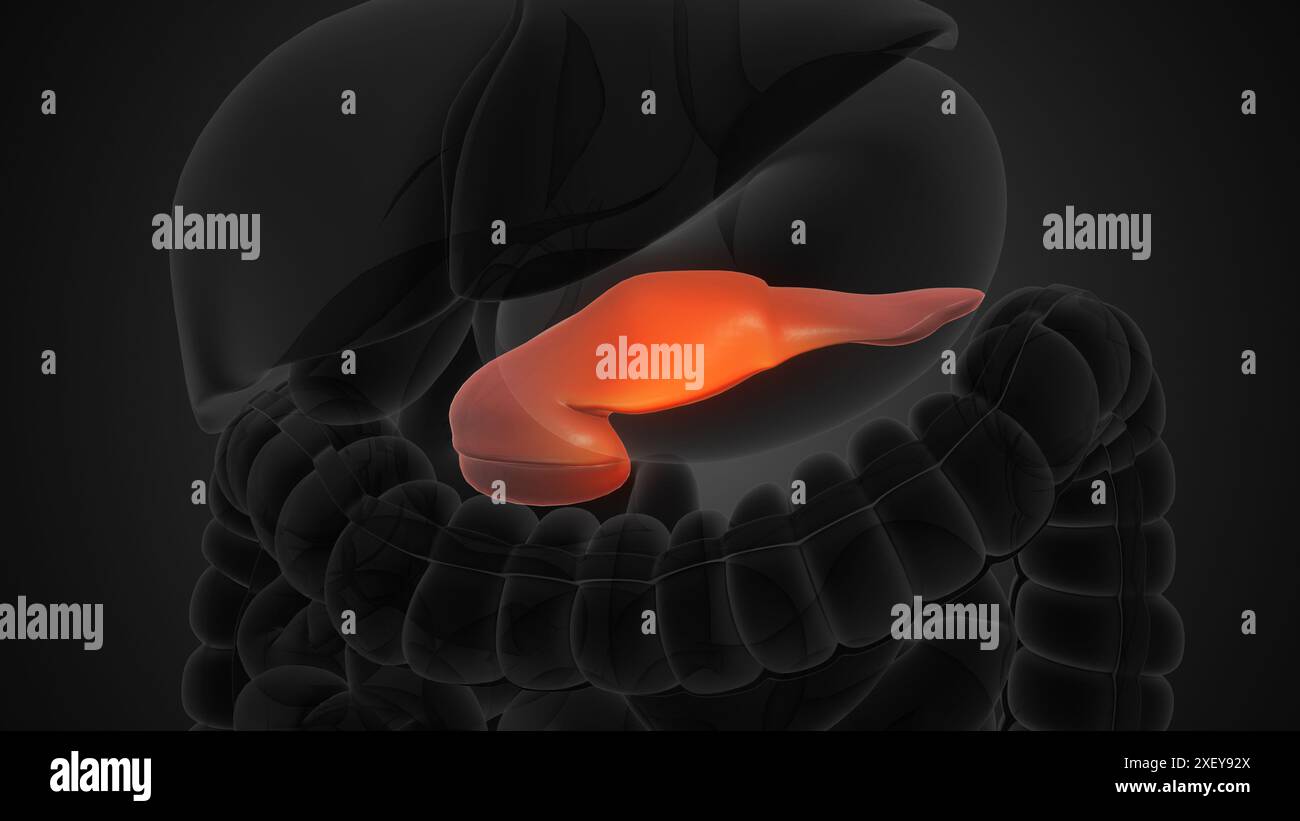 Human pancreas anatomy medical background Stock Photo Biology Diagrams