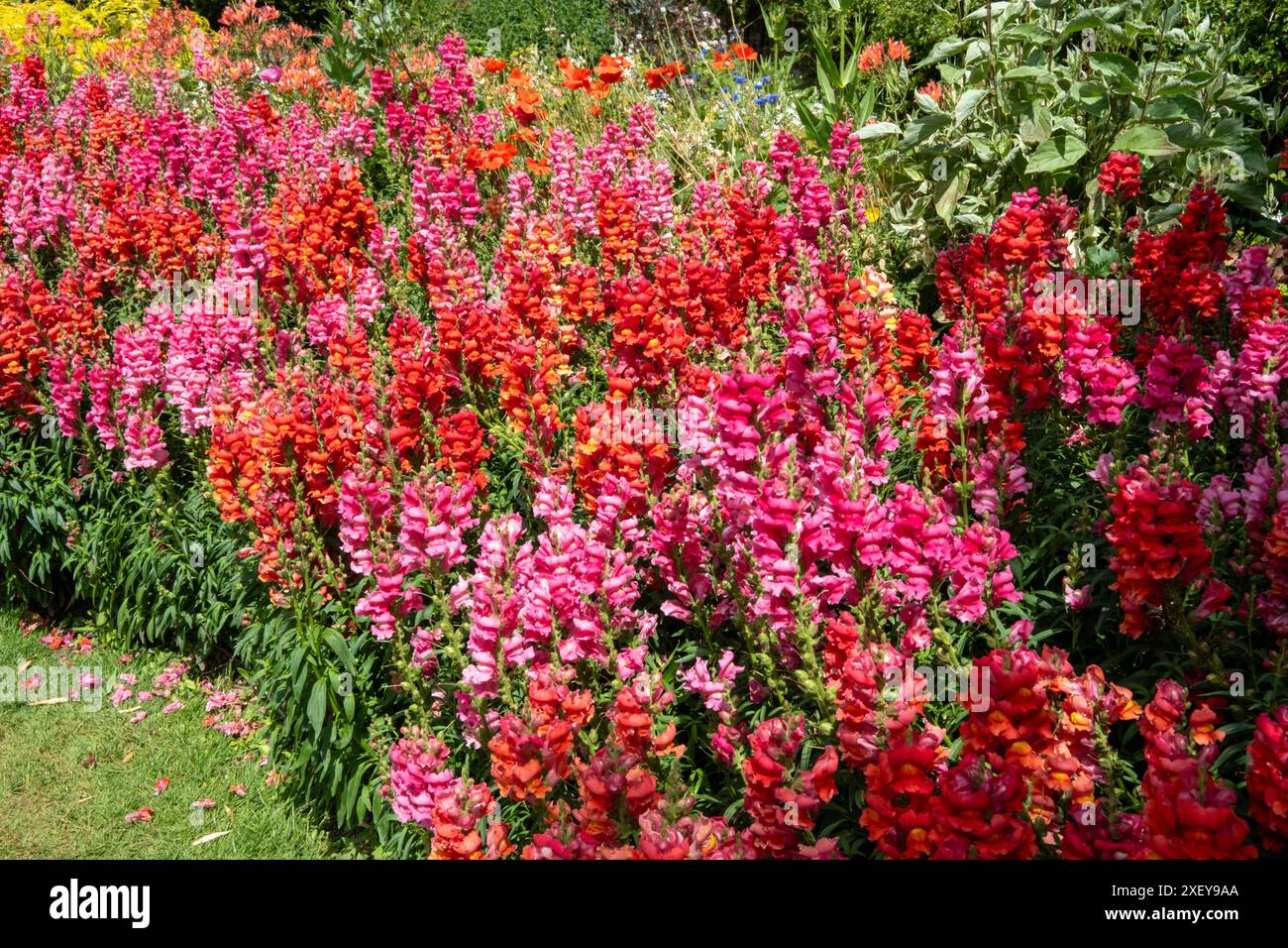 Antirrhinums at Great Dixter, East Sussex, UK Stock Photo