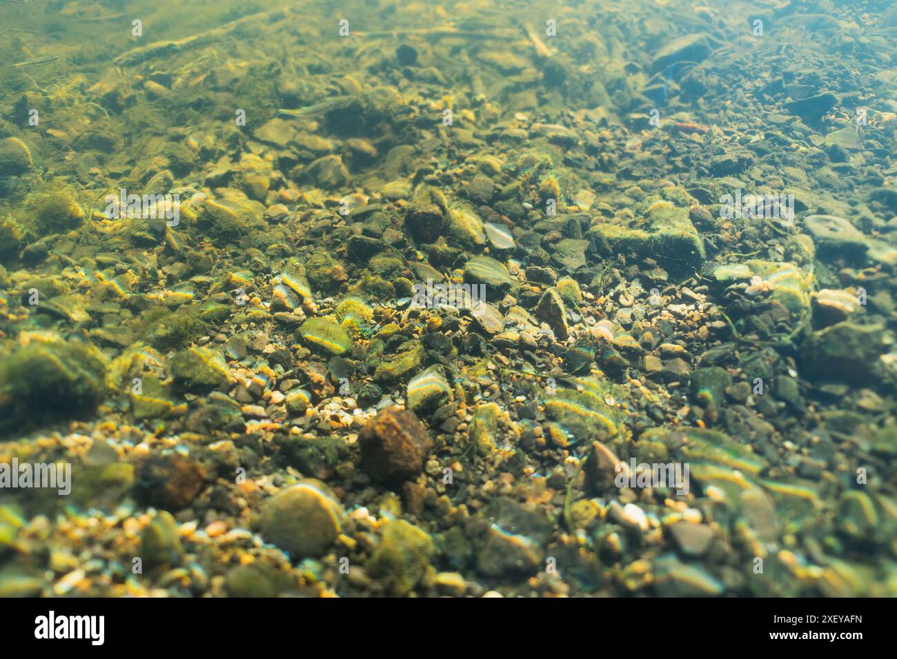 Rocky bottom of the Pirita river, underwater photo. Stock Photo
