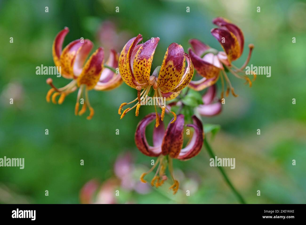 Orange and red Lilium martagon, the martagon lily or Turk’s cap lily ...