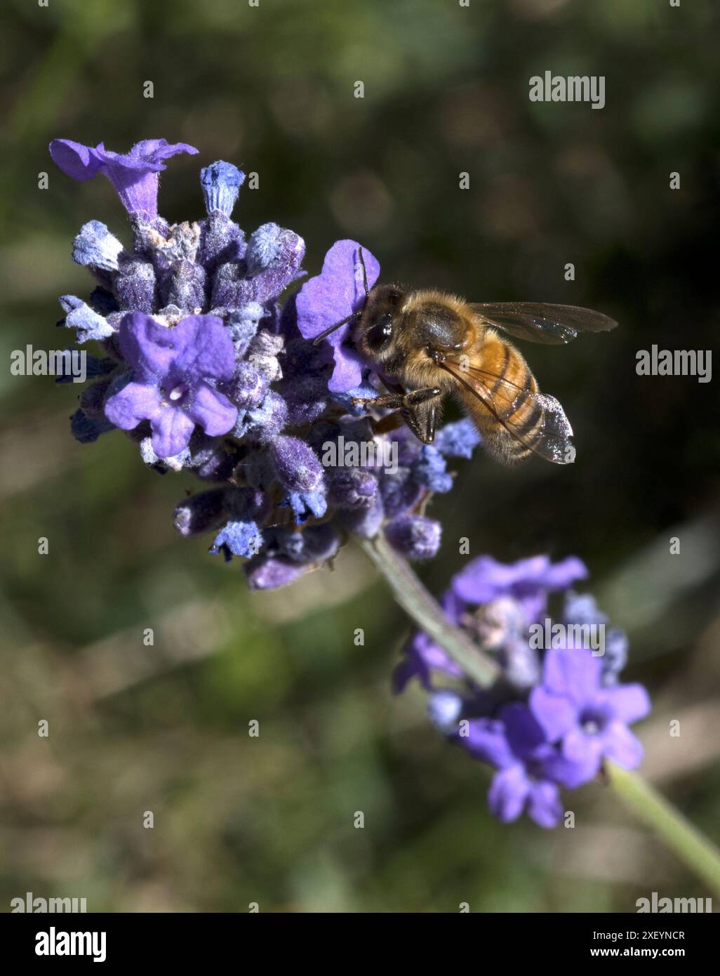 Honey Bee- Leaves Lavender main image 0