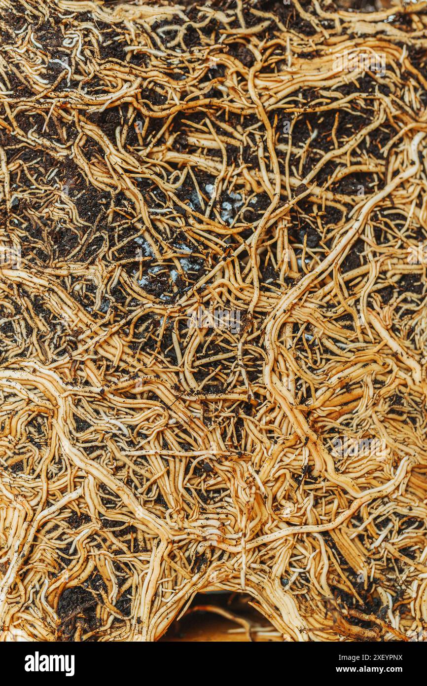 Plant root cross section hi-res stock photography and images - Alamy