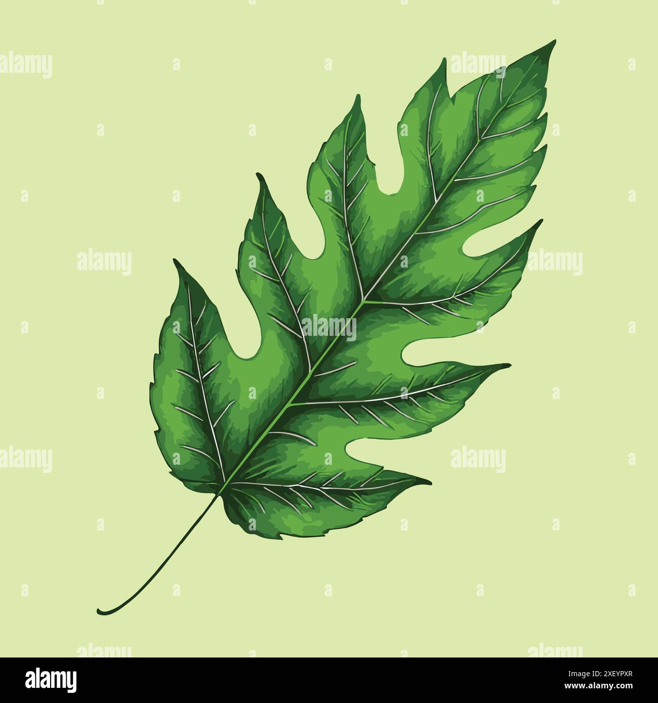 Tropical leaf isolated Stock Vector Image & Art - Alamy