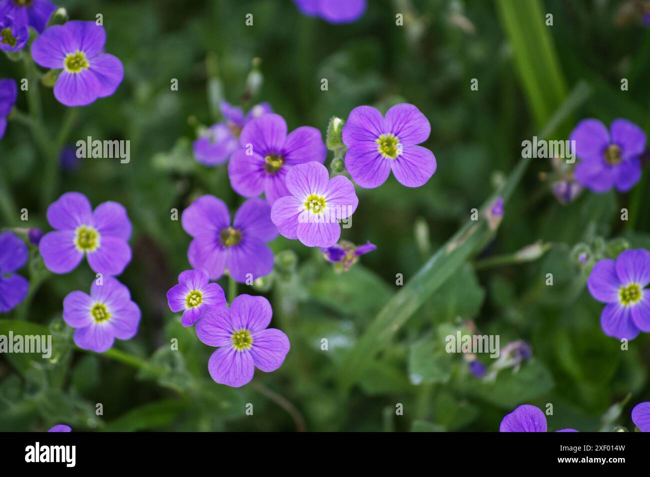 Purple garden flowers Stock Photo - Alamy