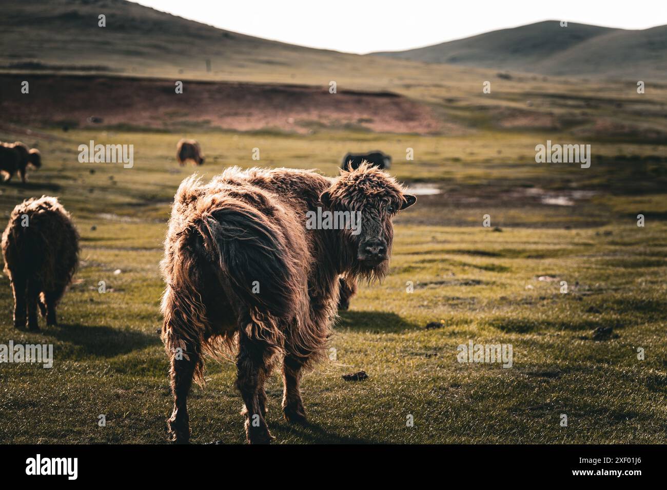 Mongolian yak grazes in the steppe Stock Photo - Alamy