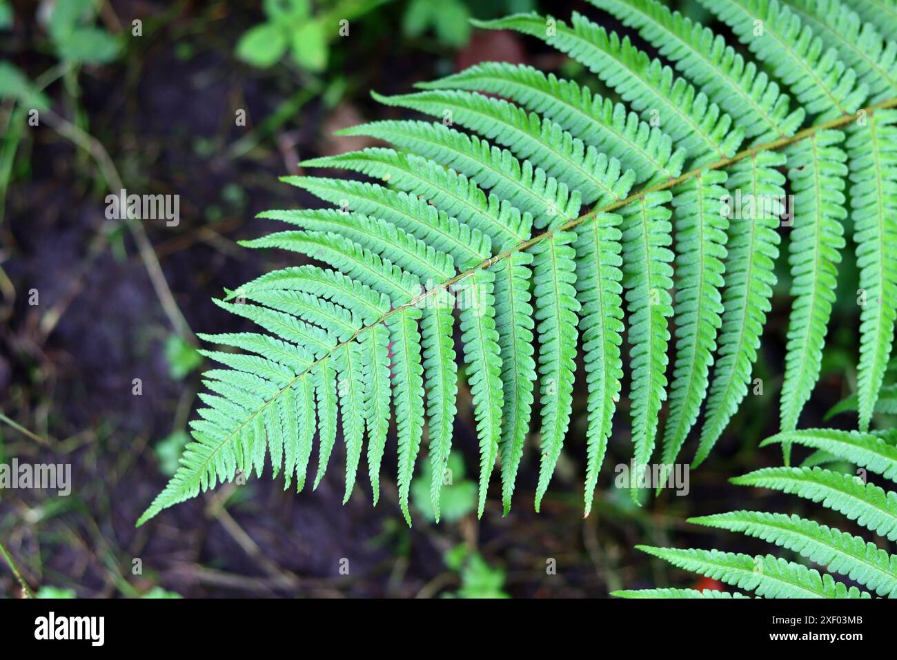 Fern leaves texture hi-res stock photography and images - Alamy
