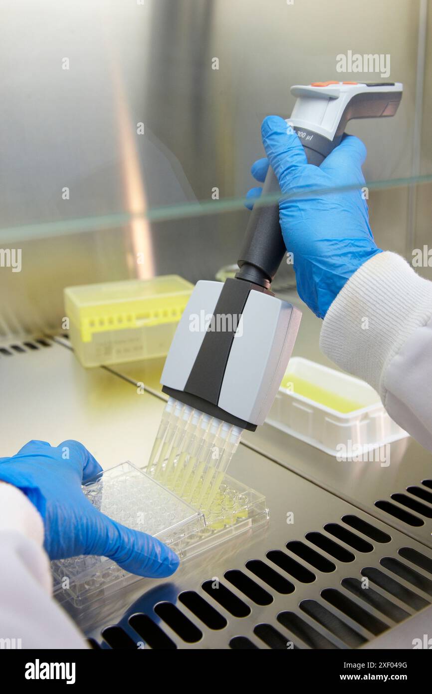 Cytotoxicity studies  Study of the toxic effects of substances in cell lines to assess the lethal dose 50 and the mean dose toxic  Cell Culture cleanr Stock Photo