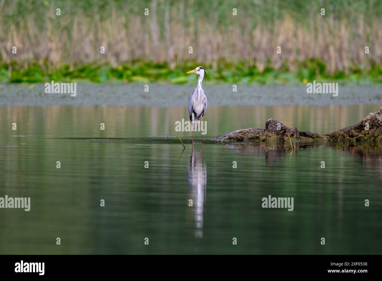 One Heron bird standing Stock Photo