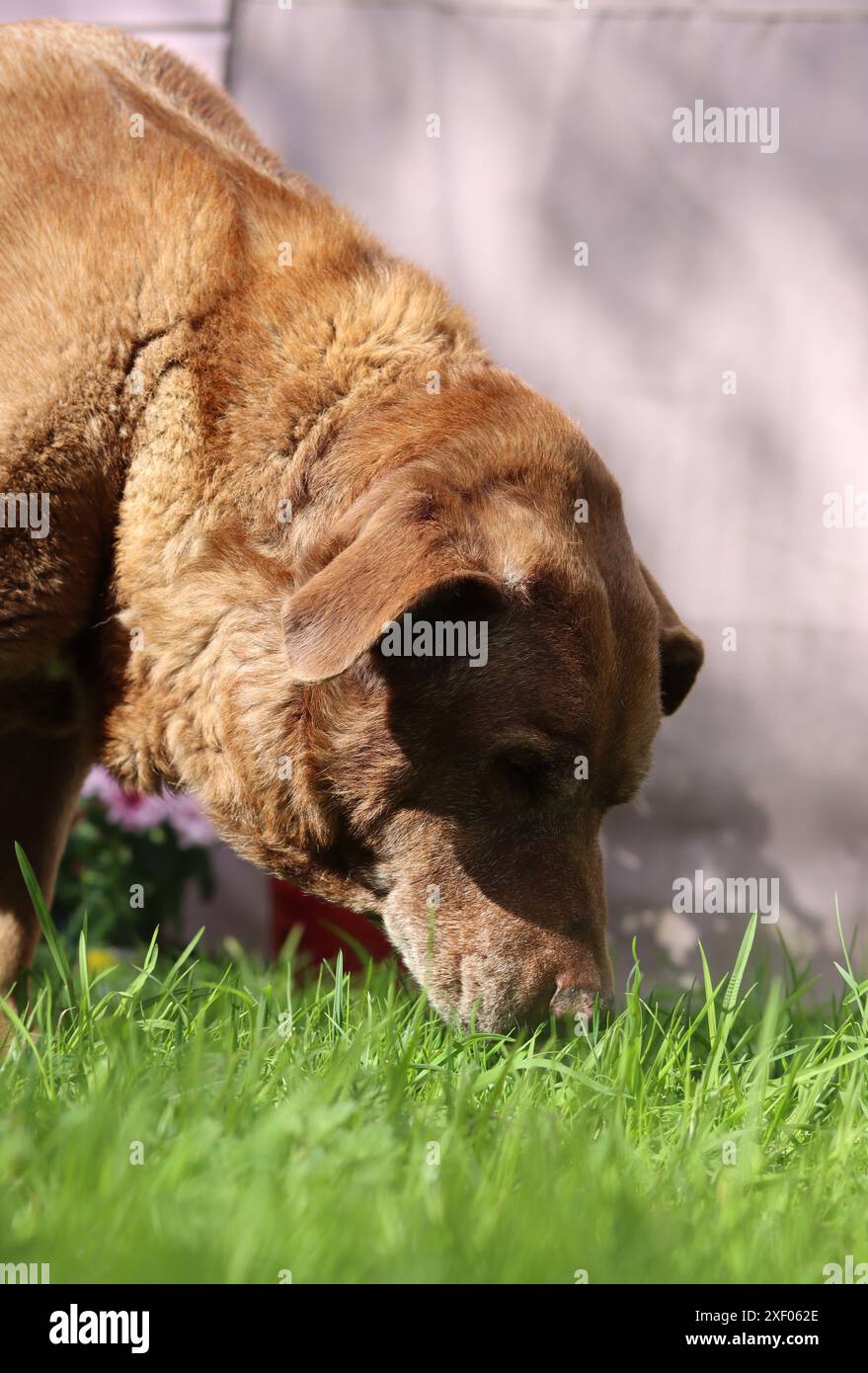 Fresh Look at Labrador Retriever In The Garden Dog Eating Grass Summer Day